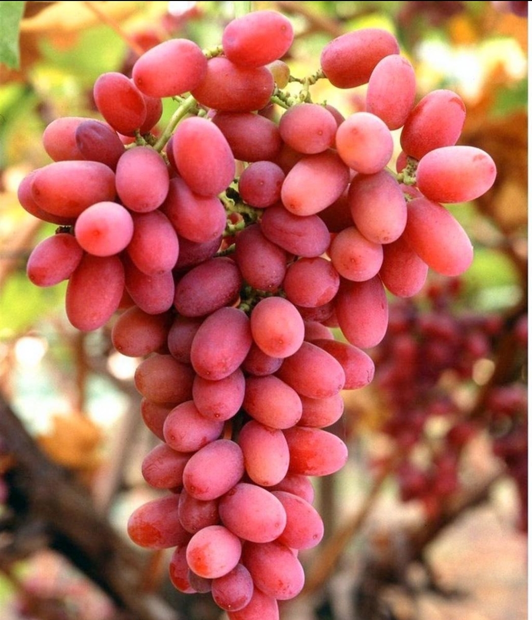 نهال انگور برمودا