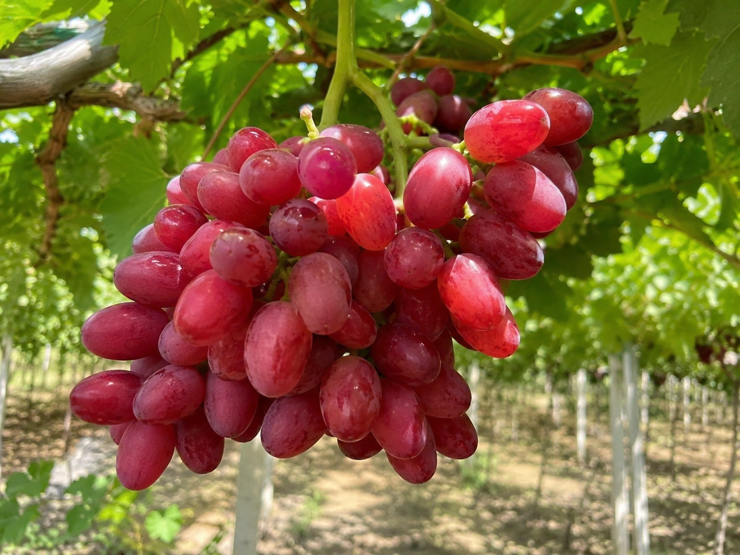 نهال انگور طعم انبه قرمز