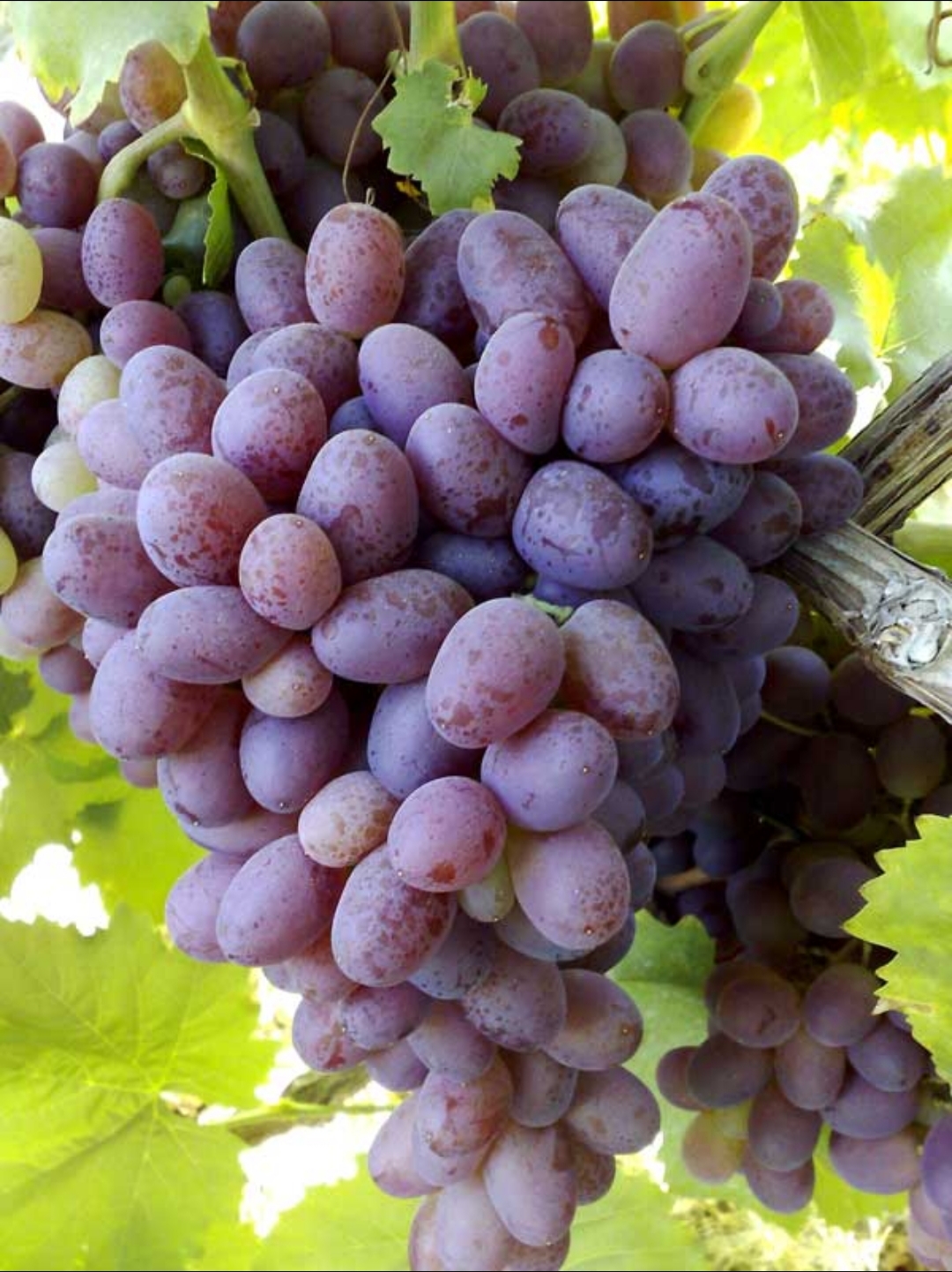 نهال انگور صاحبی